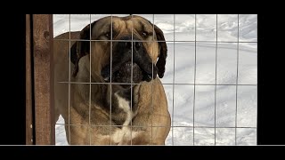 Boerboels | Big dogs with big hearts! by Large Dog Xperience 492 views 11 months ago 2 minutes, 3 seconds