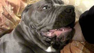 Ragu', the naughty Neapolitan Mastiff.....funny complaining about going to sleep!