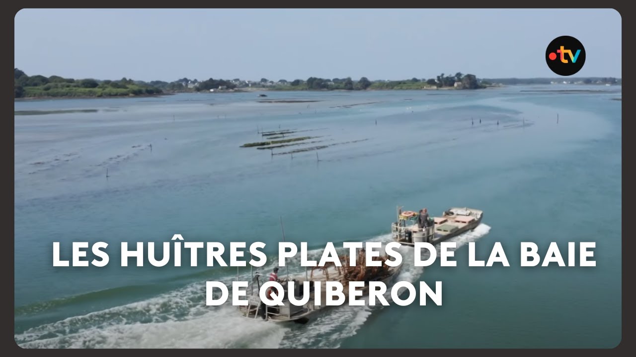 Les huîtres plates de la baie de Quiberon : notre carte postale