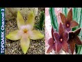 15 Variedades de Stapelia