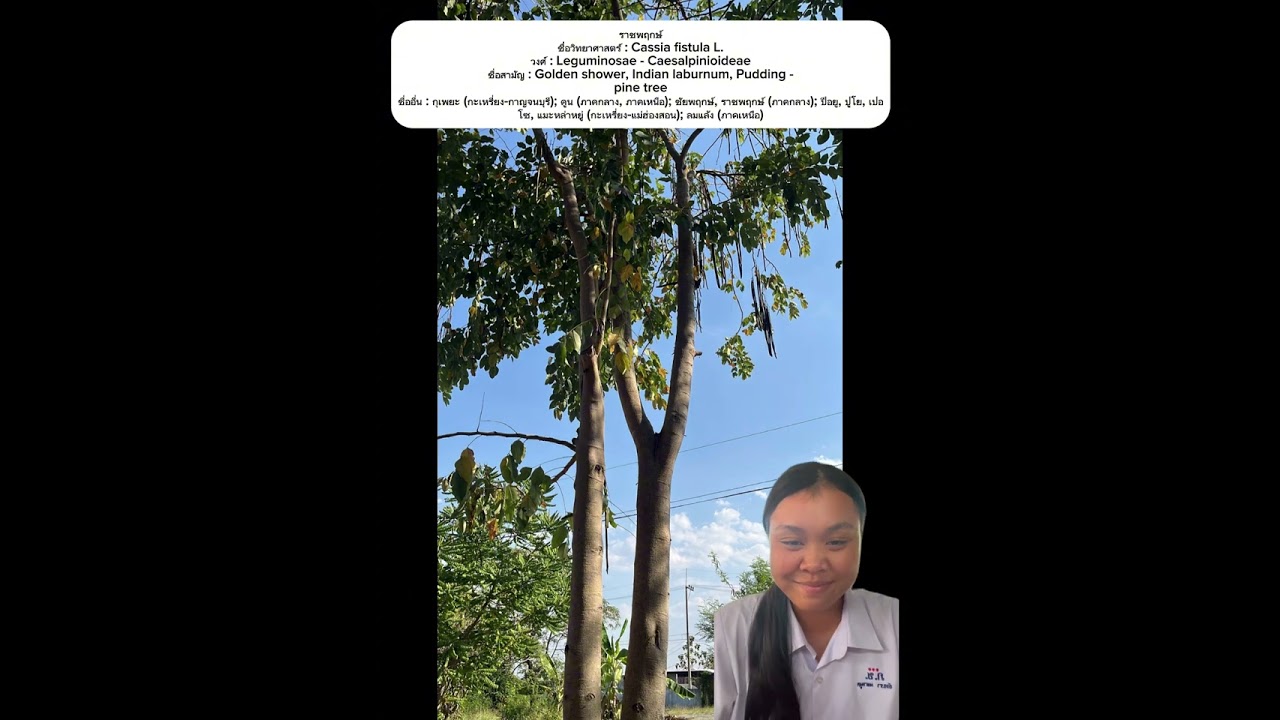 ม.6/3 สำรวจต้นไม้่บริเวณที่2