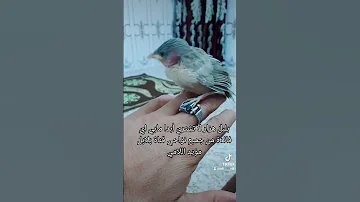 بلبل هزار مابي أي فائدة من جميع نواحي الافضل لا تربي او تشتري 