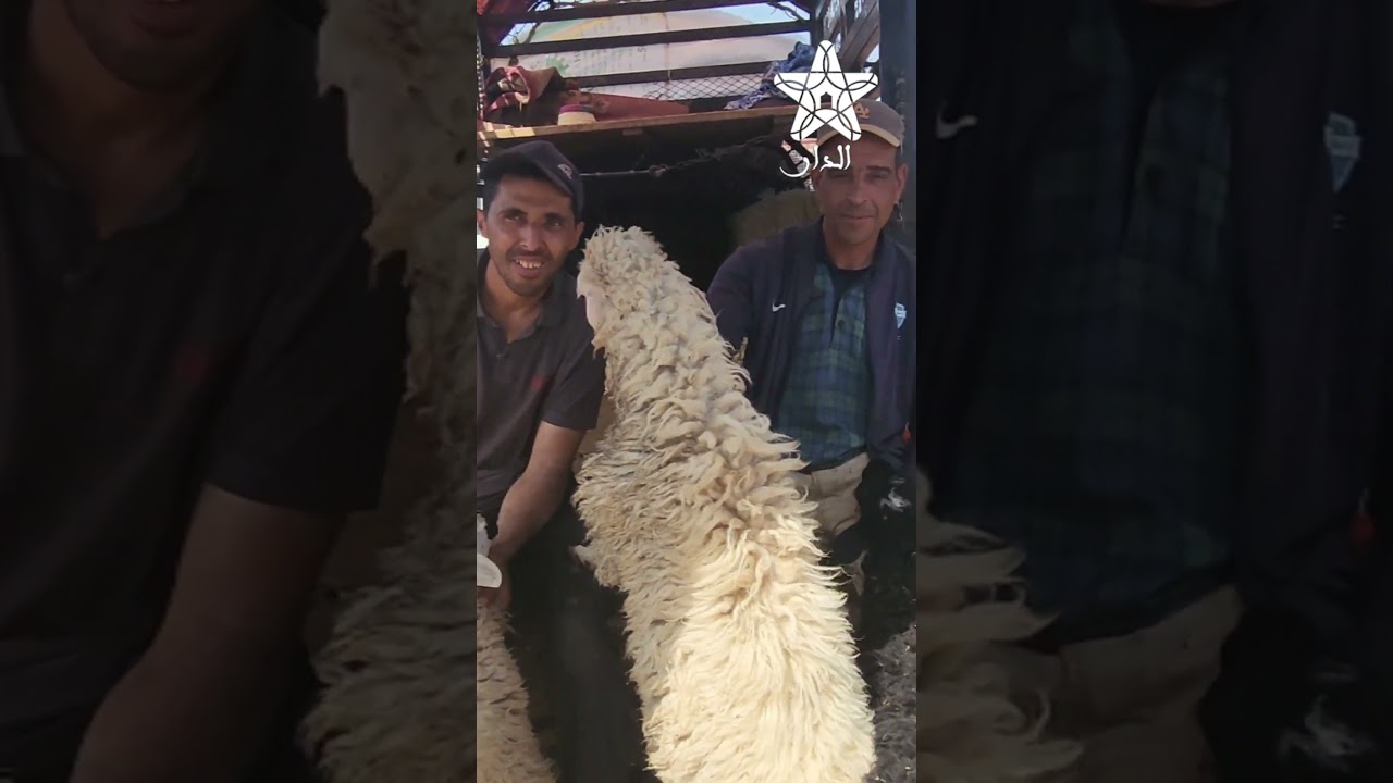 سوق الأضاحي بسلا.. من يبالغ؟ المستهلك يتحدث عن الغلاء والكساب يصف الأسعار بالمناسبة