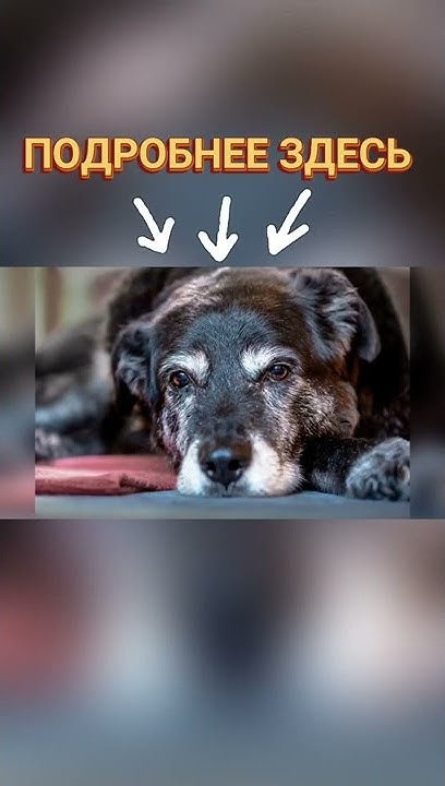 🐕📝🐾 Витамины для пожилой собаки - YouTube