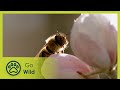 Bees - Living for the Queen - The Secrets of Nature