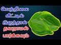        vastu plants  lucky plant  t tamil technology