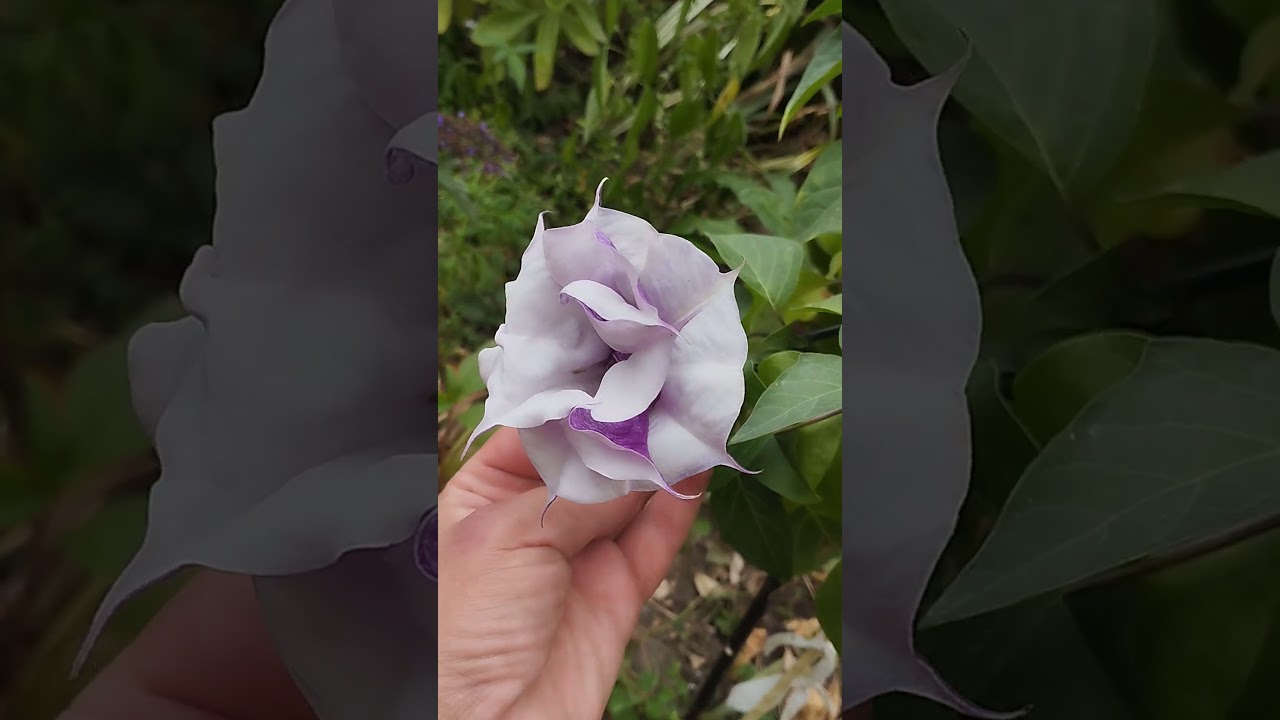 Датура фиолетовая махровая.