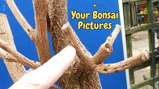 Famous I Tried to Make a Bonsai From My Garden Wisteria… Then This Happened Profile