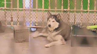 50+ dogs rescued are on the road to recovery