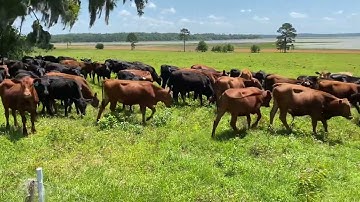 Tips about adapted genetics and selection - Jim Elizondo