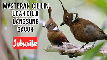 MASTERAN CILILIN HAS BEEN TESTED DIRECTLY ON GACOR JOSS