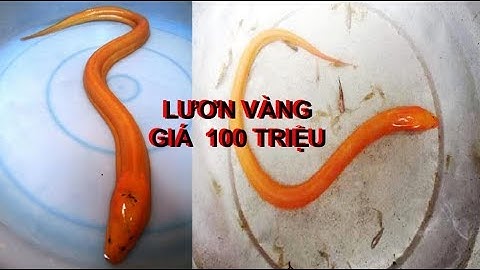 Nông dân bắt được lươn vàng quý hiếm được trả giá 75 triệu
