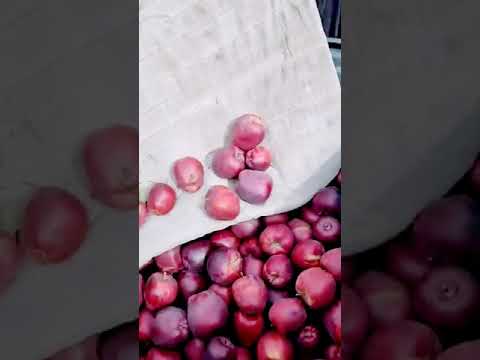 شغل تفاح لبناني