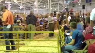 2012 Indiana State Fair High-Selling Yorkshire Boar News