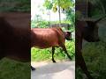 Goru Goru Videoрџђ рџђѓрџђ Cow Animaldance Cowlover Animals Animaldance Goru Funny Cowdance Hamba Goru Goru Videoрџђ рџђѓрџђ Cow Animaldance Cowlover Animals Animaldance Goru Funny Cowdance Hamba