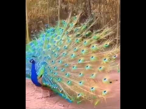 Βίντεο: Γιατί τα πτηνά χρειάζονται τα φτερά τους