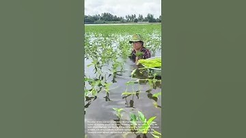 Harvesting Water Spinach in a Flooded Field