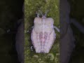 Beauty 🪲 Bug on the move 🌿