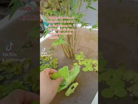 Video Nuôi cá bằng thùng xốp đơn giản - youtube
