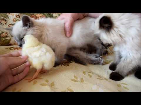 Милое видео/Цыплята и котята
