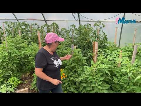Vidéo: Au secours, mes tomates sont trop petites : raisons pour lesquelles les tomates ne poussent pas