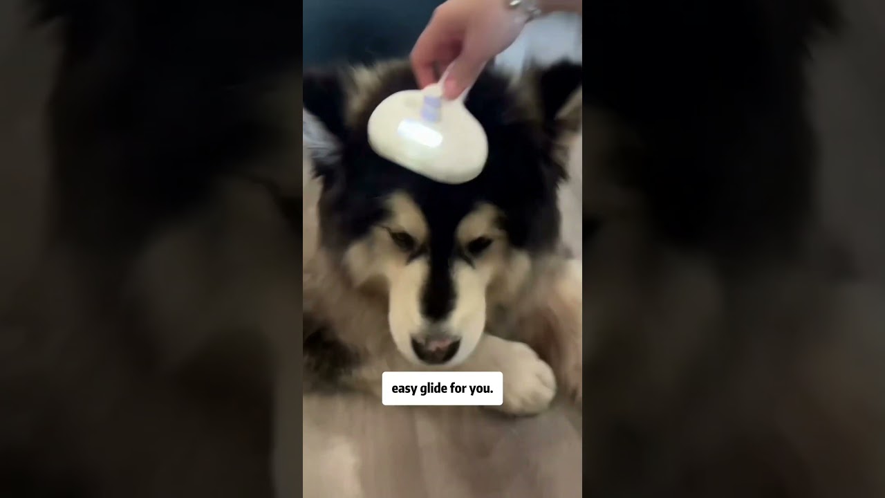 Zap Static, Snag Cuddles! Pawtique's Mist Glide Brush = Tangle-Free Magic 💫 Shop Now @ pawtique.co!