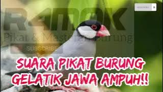 Suara Pikat Gelatik Jawa, Panggilan Untuk Gelatik Jawa Liar!!!