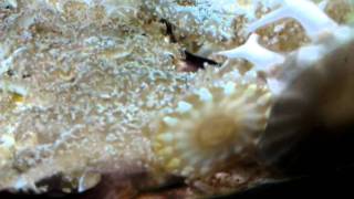 VIDEO0031.3gp