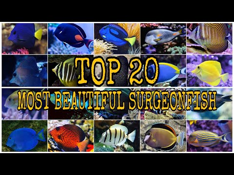 Video: Why Did The Surgeon Fish Get Its Name?