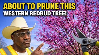 Prune Redbuds Like This