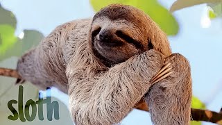 Facts about sloth/Laziest animal