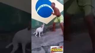 O Menino E O Cachorro Dançando