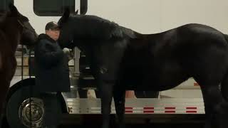 Checking Saddle Fit - Part 2