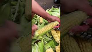 Rural Farmer #10186