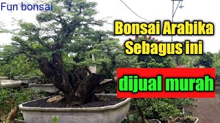 Bonsai Arabika bagus bagus disini 085-736-611-563||Ada arabika purba dijual murah