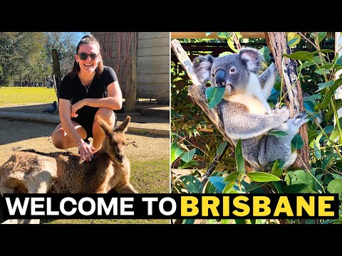 BRISBANE Australia - Koala&#39;s Everywhere! Lone Pine Koala Sanctuary
