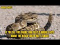 IF YOU SEE THIS SNAKE, RUN FAST! 5 UNIQUE FACTS ABOUT THE BLACK TAILED RATTLESNAKE