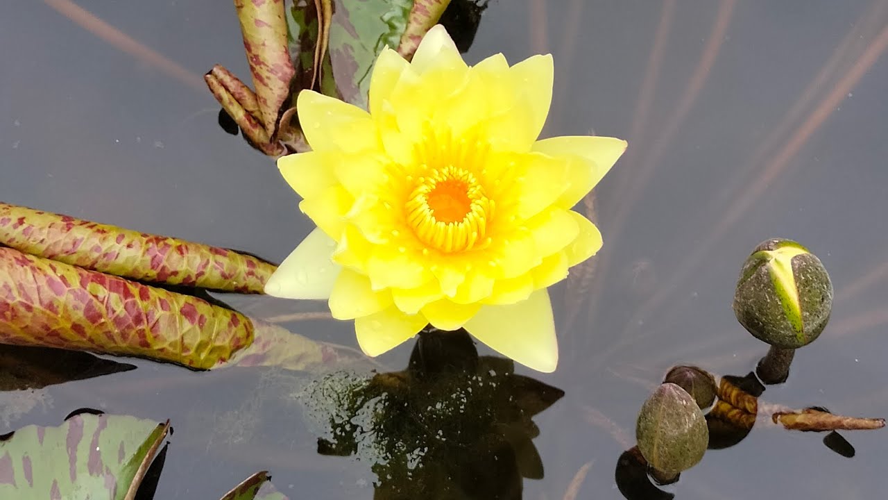 Affordable price plants @low cosr #starrs from #10 rs #free plants for all orders #6379042442