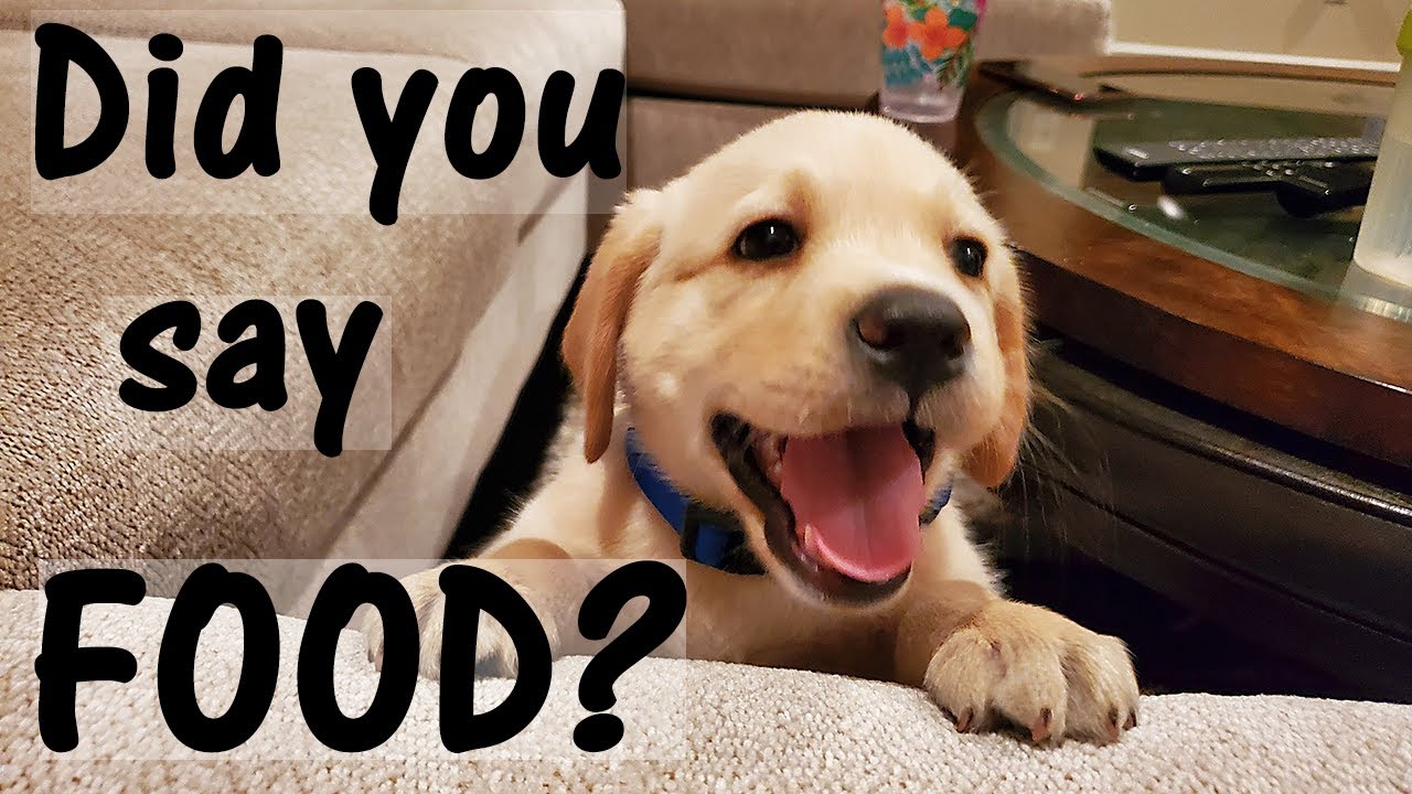 Our Labrador Puppy is Crazy for Food, Always Hungry (Hindi ...