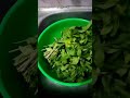 يا بتاع النعناع يا منعنع احفظي النعناع بطريقتي مش هتندمي من السنه للسنه في الثلاجه يا بتاع النعناع يا منعنع احفظي النعناع بطريقتي مش هتندمي من السنه للسنه في الثلاجه