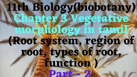 11th Biology(biobotany)Chapter3 Vegetative morphology in tamil(Root system,region of root,types) (2)