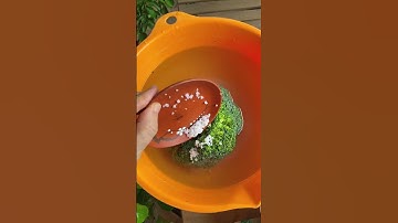 Mẹo Rửa Bông Cải, Súp Lơ Xanh #coyenmeohay #tips #meo