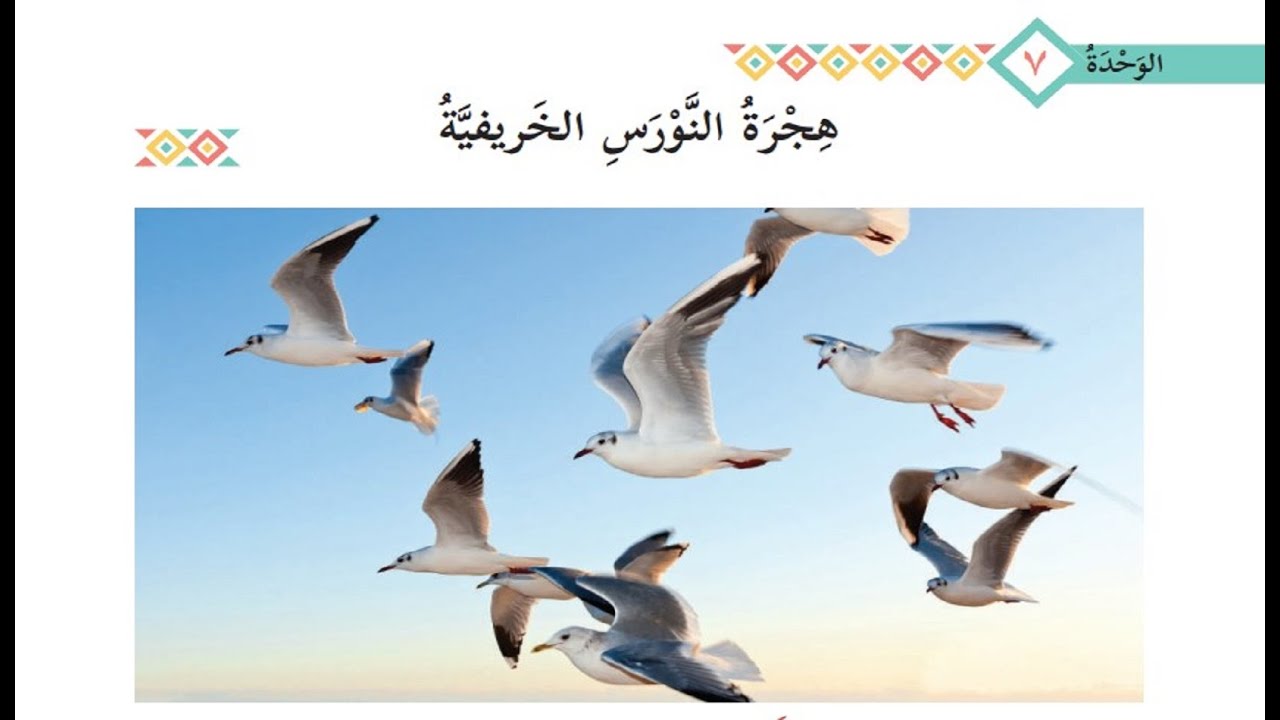درس هجرة النورس الخريفية  + حل التدريبات| للصف التاسع|  لغة عربية  | الوحدة السابعة