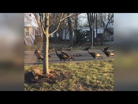 Why These Turkeys Circling A Dead Cat Remind Us How Amazing Nature Can Be