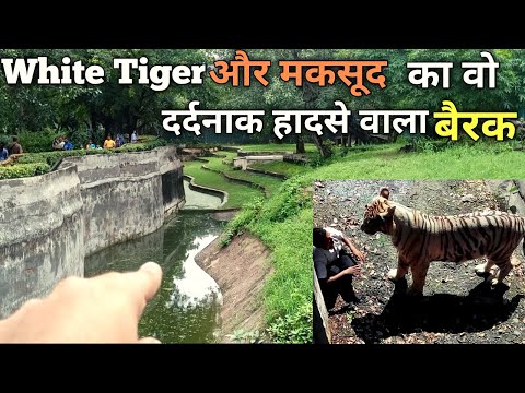 वीडियो: ऑस्ट्रेलिया चिड़ियाघर: पूरा गाइड