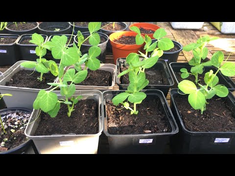 Video: Een begeleidende moestuin kweken