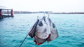 マグロの頭４連仕掛けを漁港に垂らすと…？【GT釣れるまで帰れませんin宮古島2021 #7】