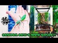 🏡 Praying Mantis Exo Terra Enclosure Upgrade 💚 Visit Gamora's New House!!! 🌿