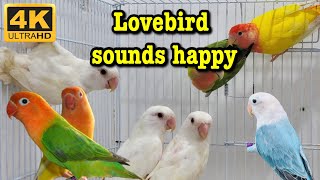 Lovebird sounds