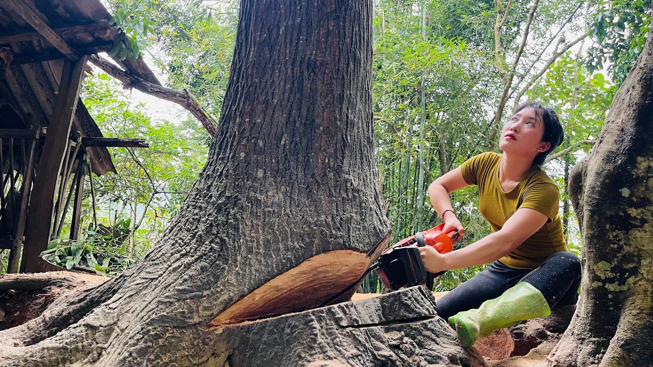 Agricultural vehicle transporting wood; girl cutting down giant tree.